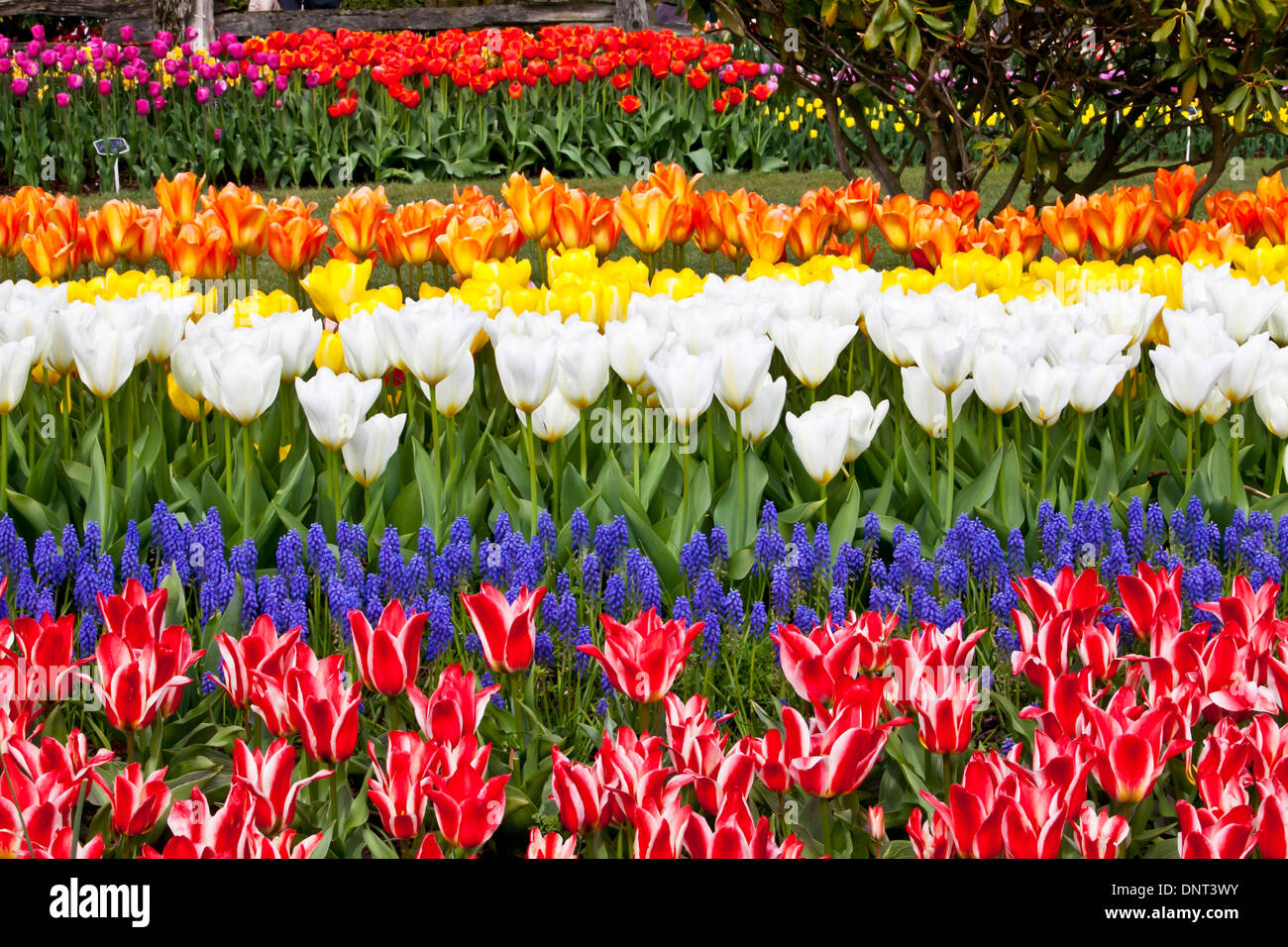 A beautiful tulip garden in bloom during the Skagit Valley Tulip