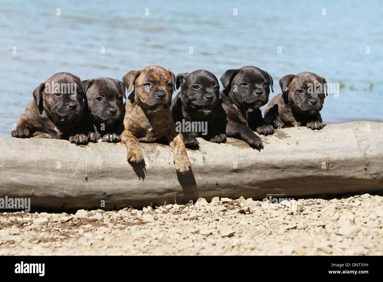 dog Staffordshire Bull Terrier / Staffie  six puppies lying on a tree trunk at lake Stock Photo