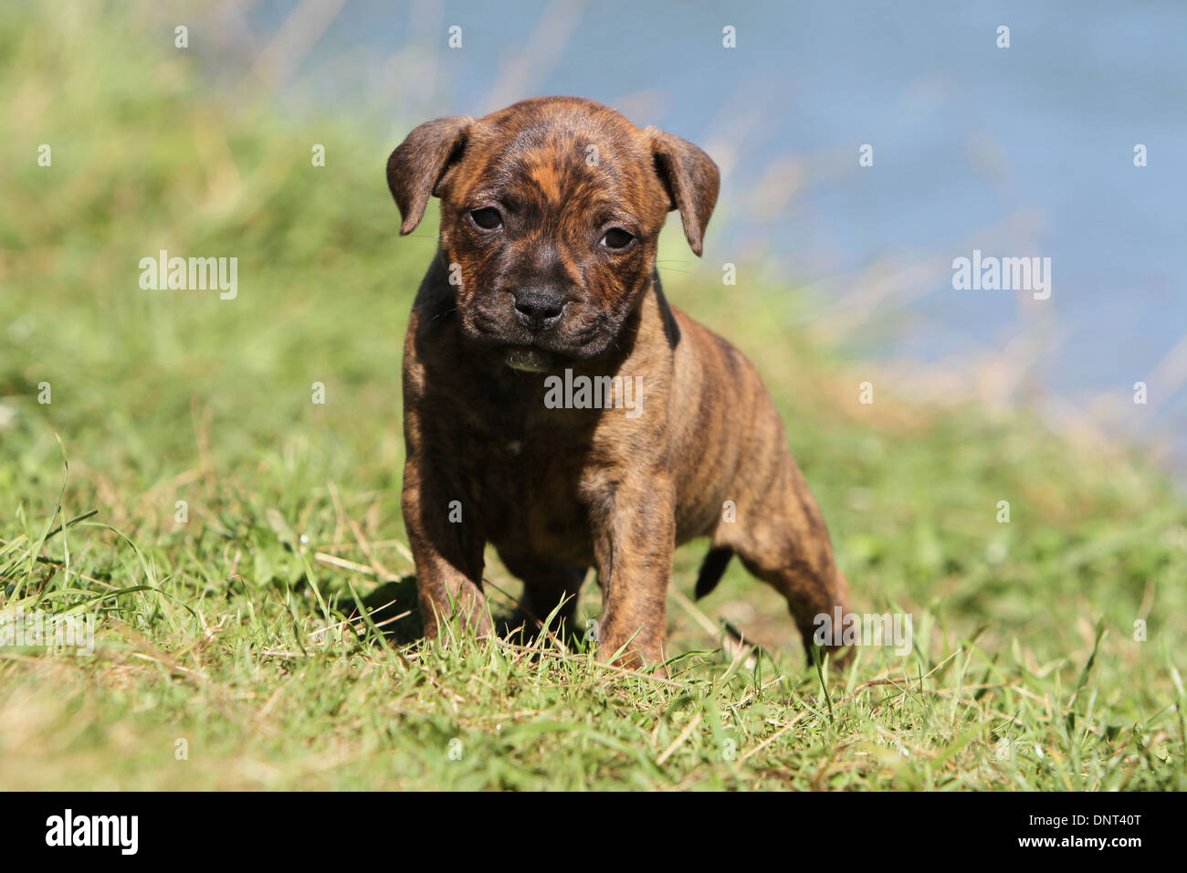 staffordshire bull terrier, dog, staff, staffy Stock Photo - Alamy