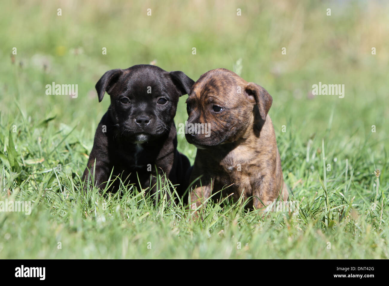dog Staffordshire Bull Terrier / Staffie  two puppies sitting in a meadow Stock Photo
