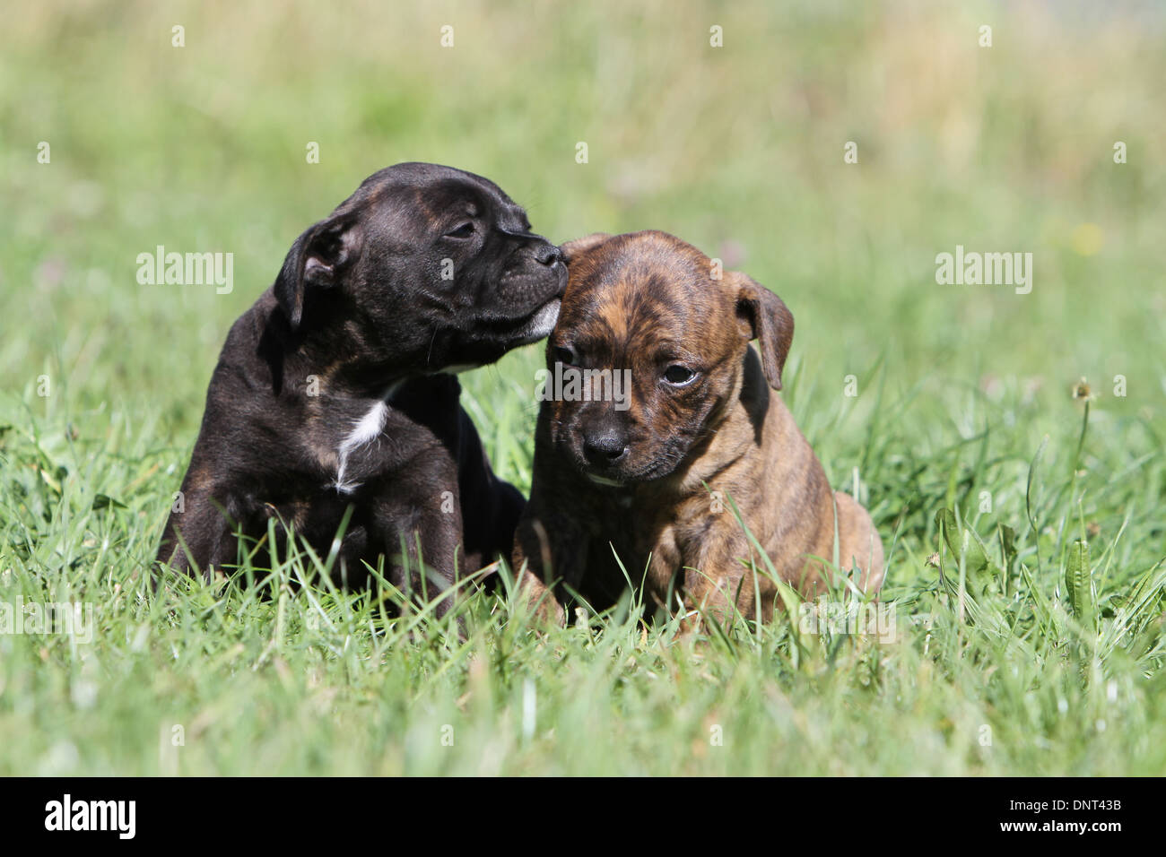 dog Staffordshire Bull Terrier / Staffie  two puppies sitting in a meadow Stock Photo