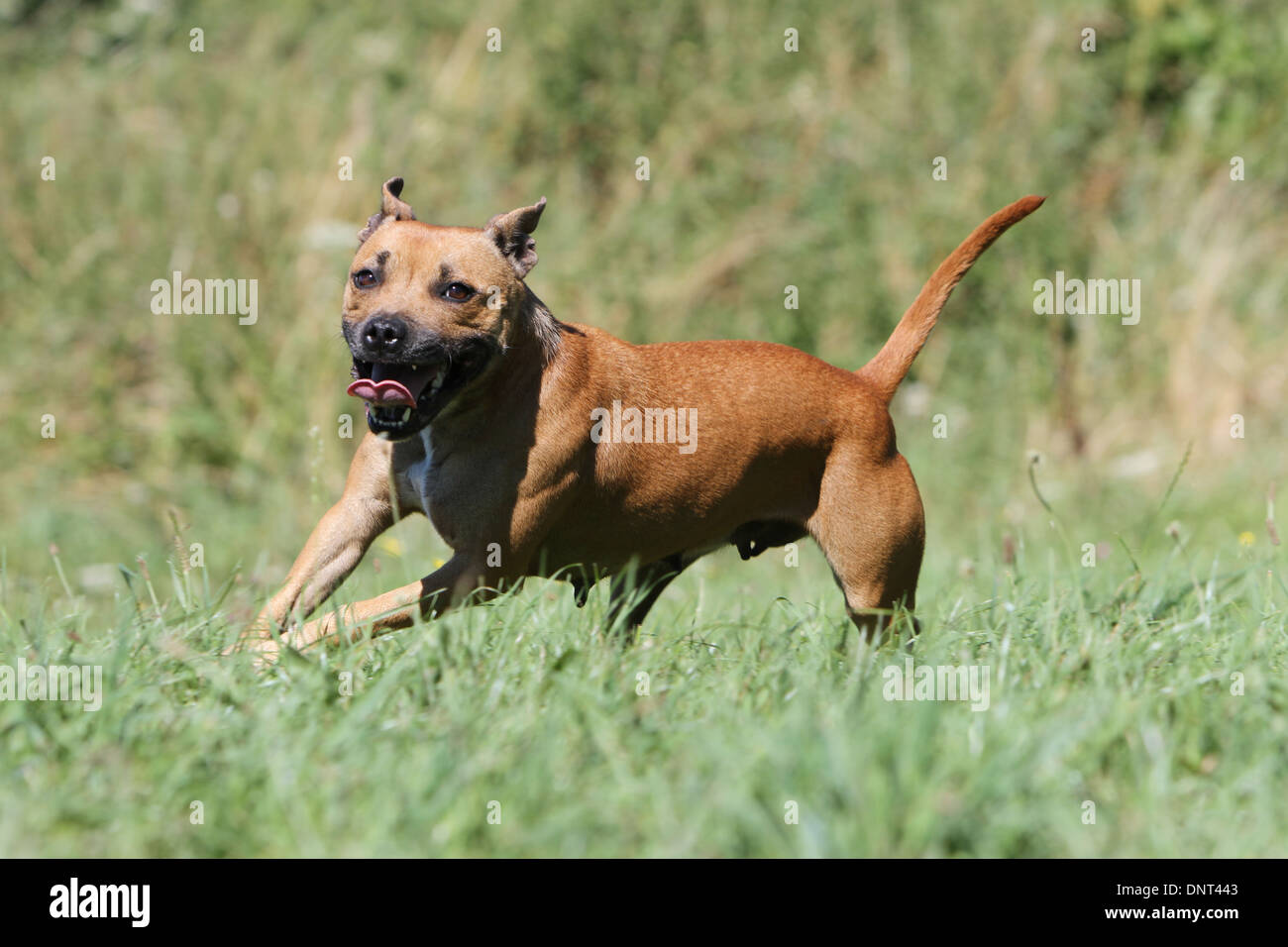 dog Staffordshire Bull Terrier / Staffie / adult (red) running in a meadow  Stock Photo - Alamy