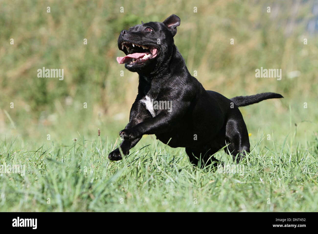 black staffies