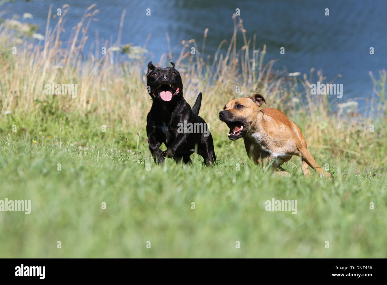 dog Staffordshire Bull Terrier / Staffie  /  two adults running in a meadow Stock Photo