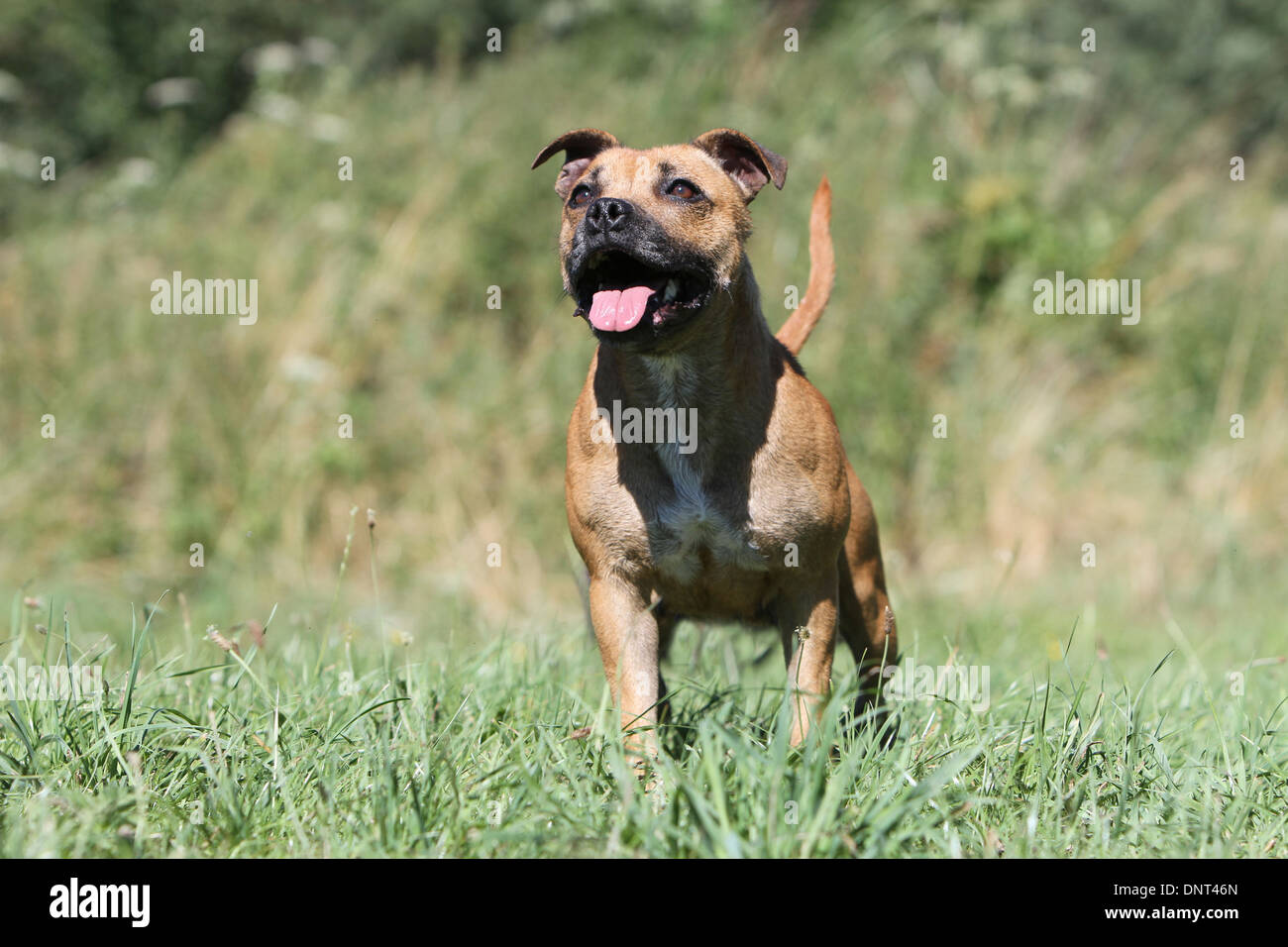 dog Staffordshire Bull Terrier / Staffie  adult standing in a meadow Stock Photo