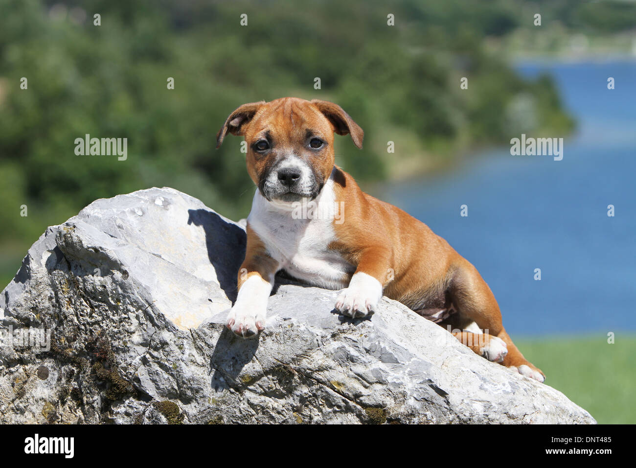 dog Staffordshire Bull Terrier / Staffie  puppy lying on a rock Stock Photo