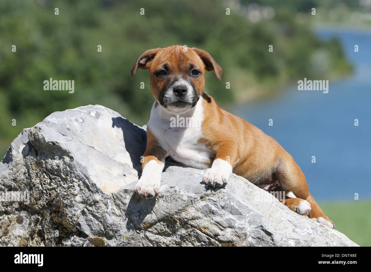 dog Staffordshire Bull Terrier / Staffie  puppy lying on a rock Stock Photo