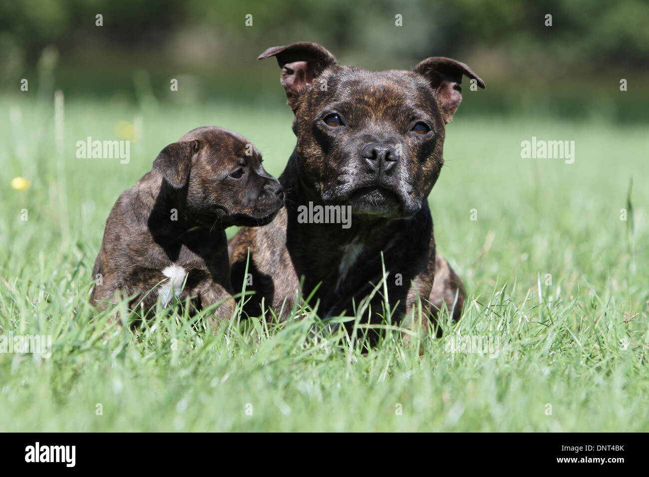 brindle staffordshire terrier puppies