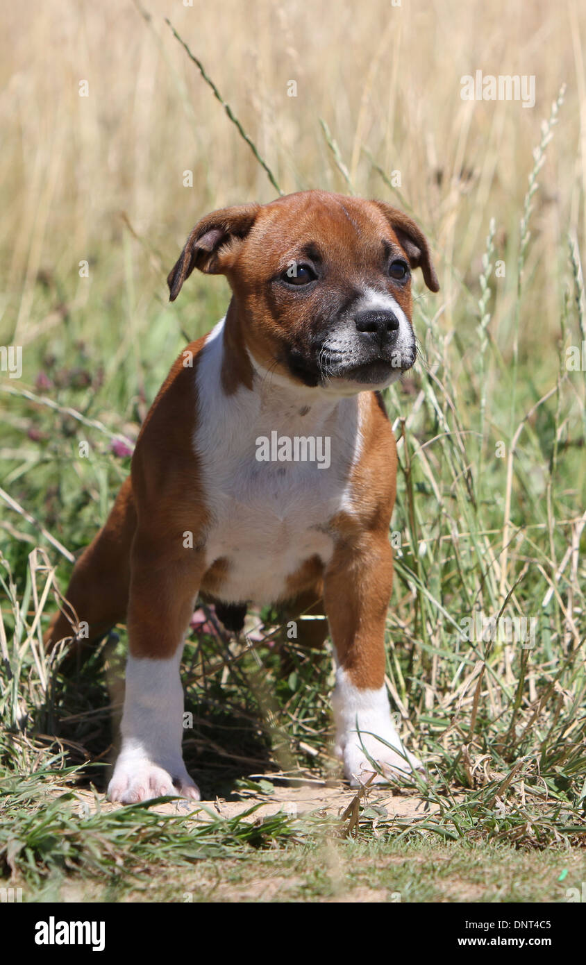 dog Staffordshire Bull Terrier / Staffie  puppy standing in a meadow Stock Photo