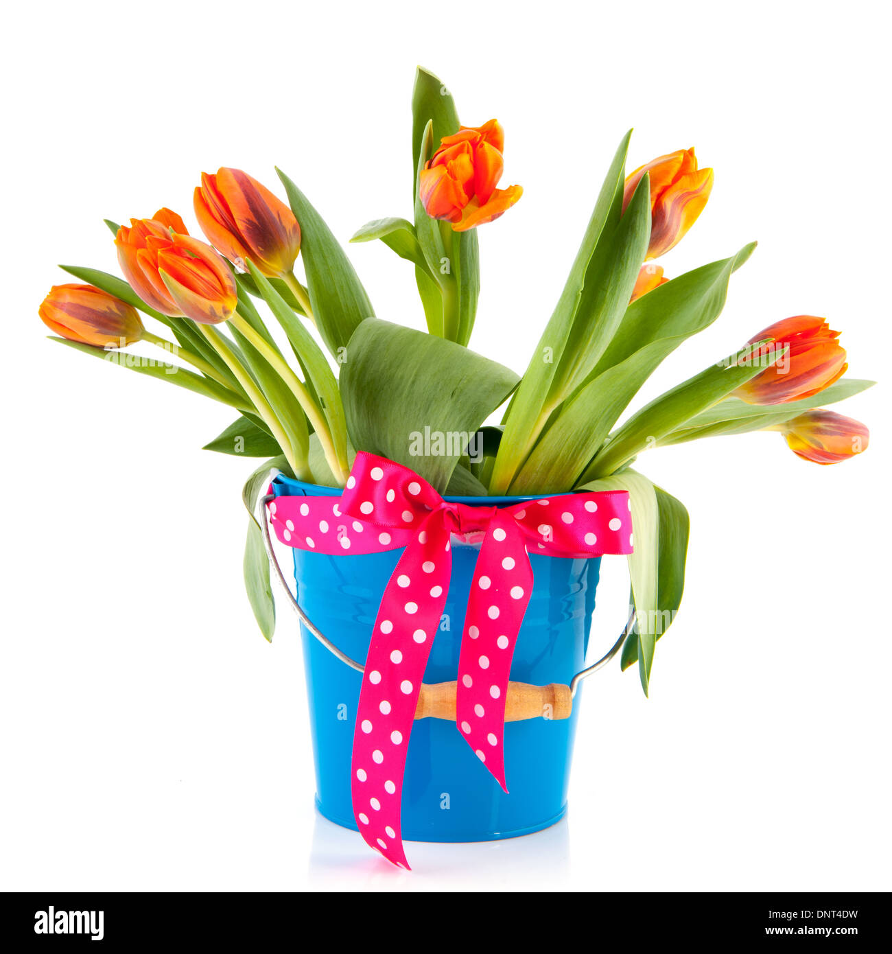 Blue bucket with orange tulips and ribbon in pink isolated over white