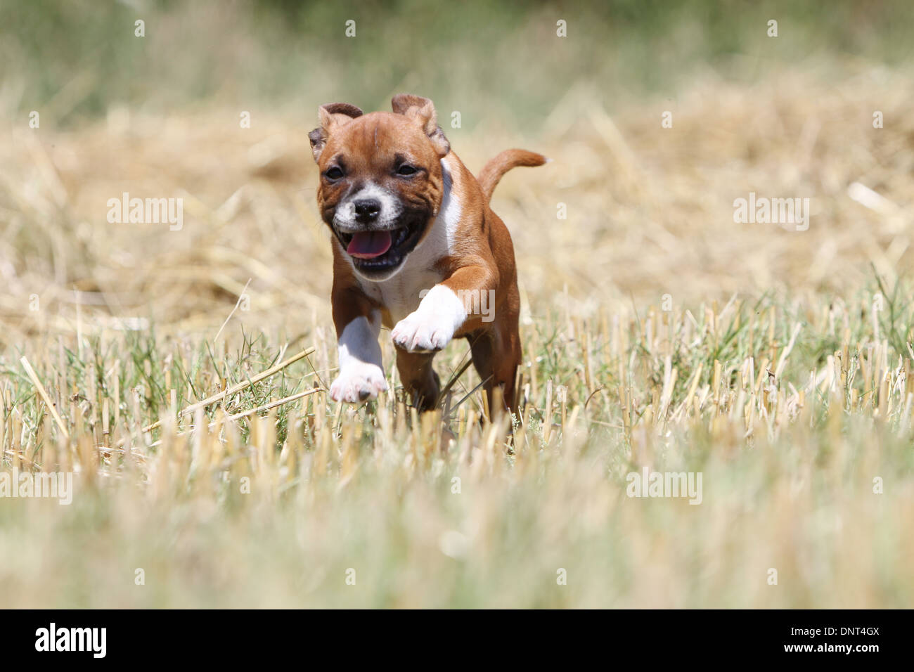 dog Staffordshire Bull Terrier / Staffie  puppy running in a field Stock Photo
