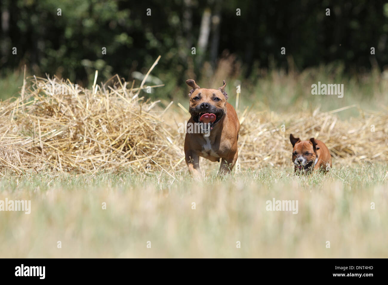 dog Staffordshire Bull Terrier / Staffie  adult and puppy running in a field Stock Photo