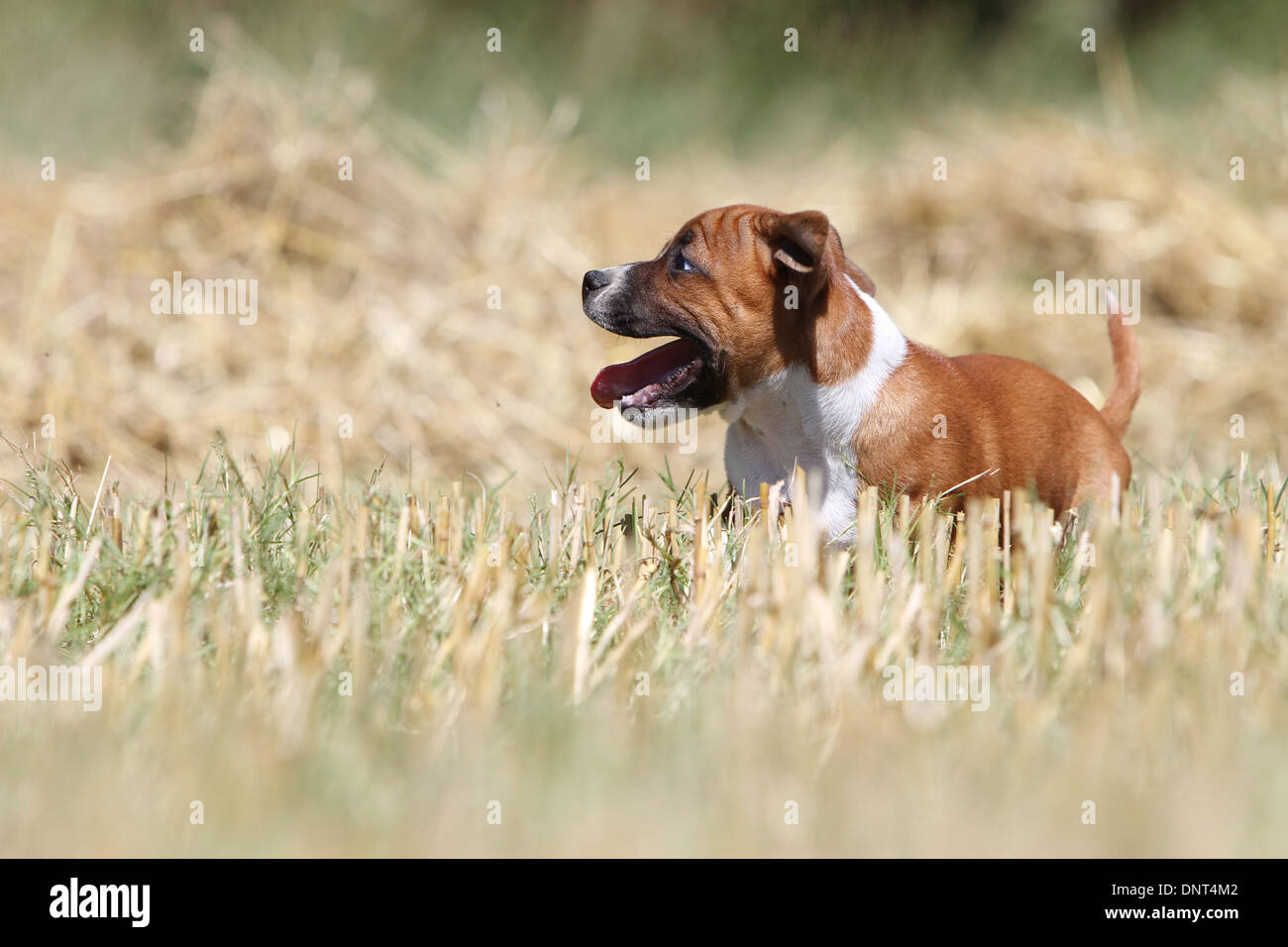 dog Staffordshire Bull Terrier / Staffie  puppy running in a field Stock Photo