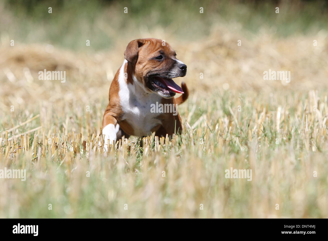 dog Staffordshire Bull Terrier / Staffie  puppy walking in a field Stock Photo