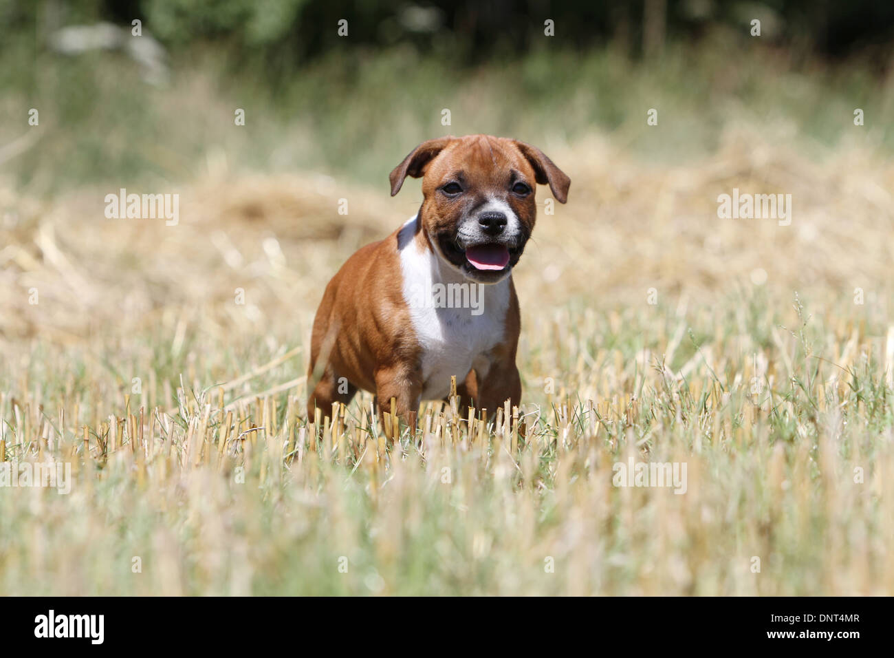 dog Staffordshire Bull Terrier / Staffie  puppy standing in a field Stock Photo
