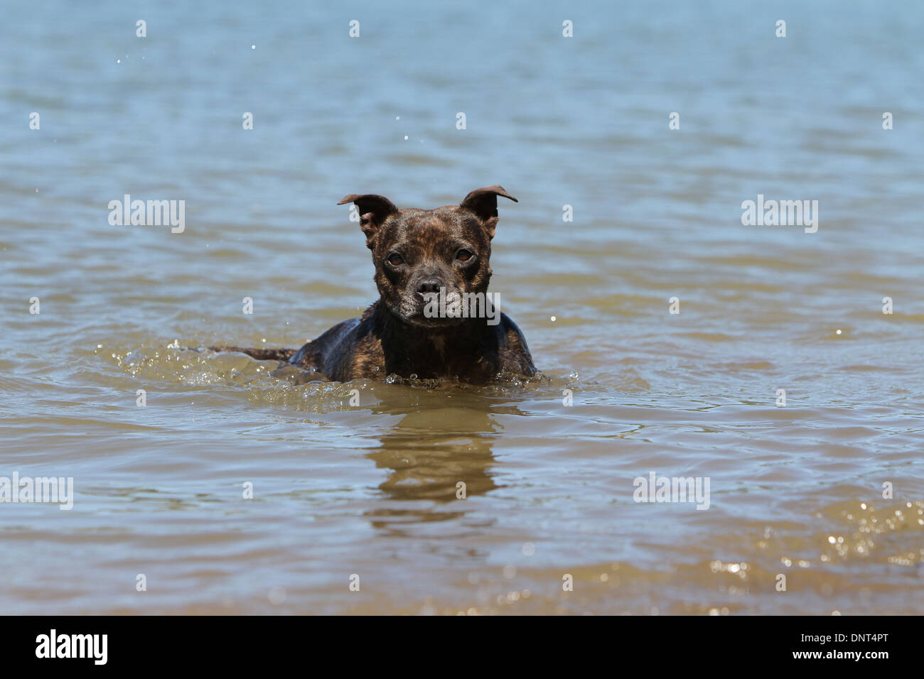 dog Staffordshire Bull Terrier / Staffie   adult swimming  in a lake Stock Photo