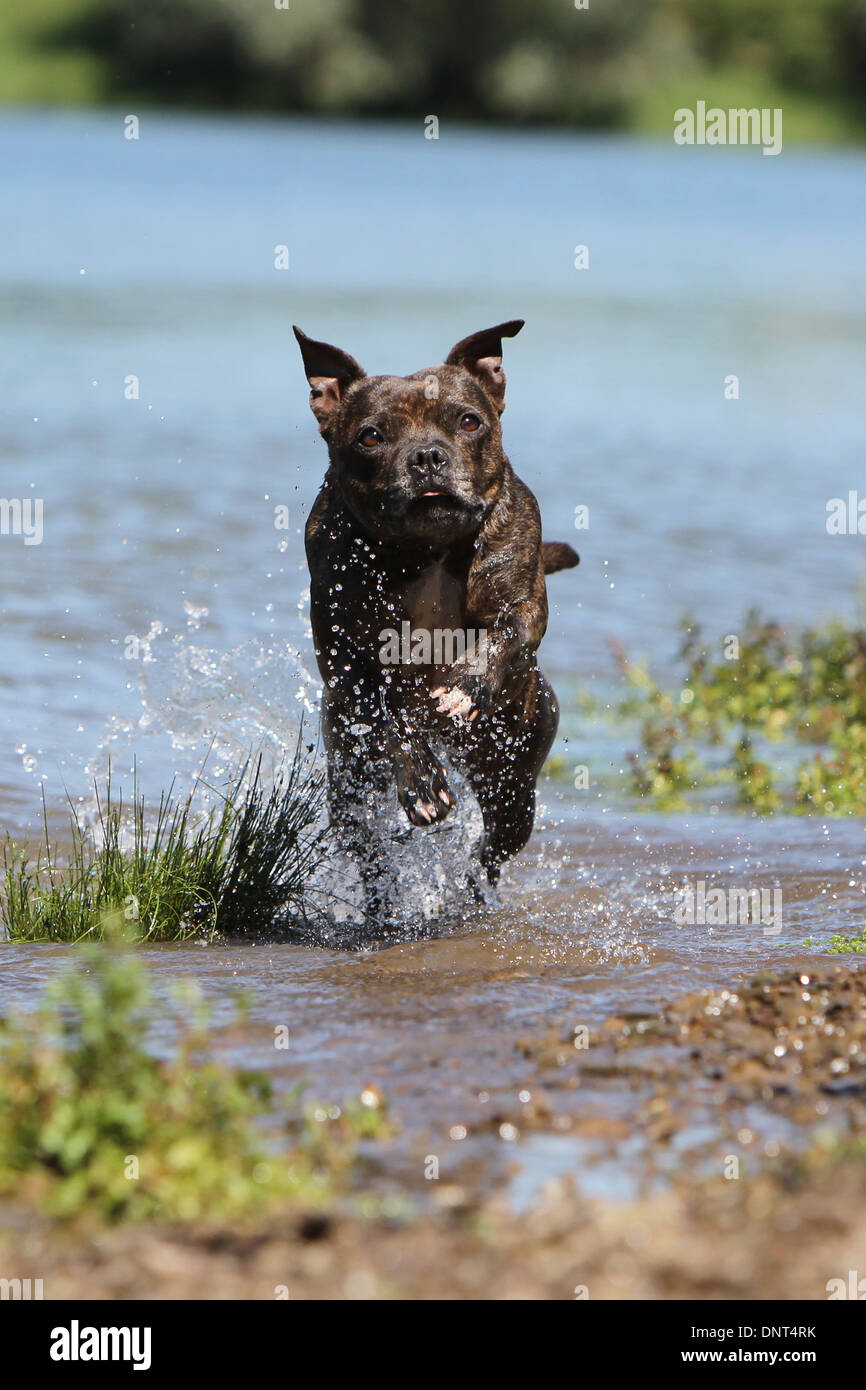 dog Staffordshire Bull Terrier / Staffie   adult running in a lake Stock Photo