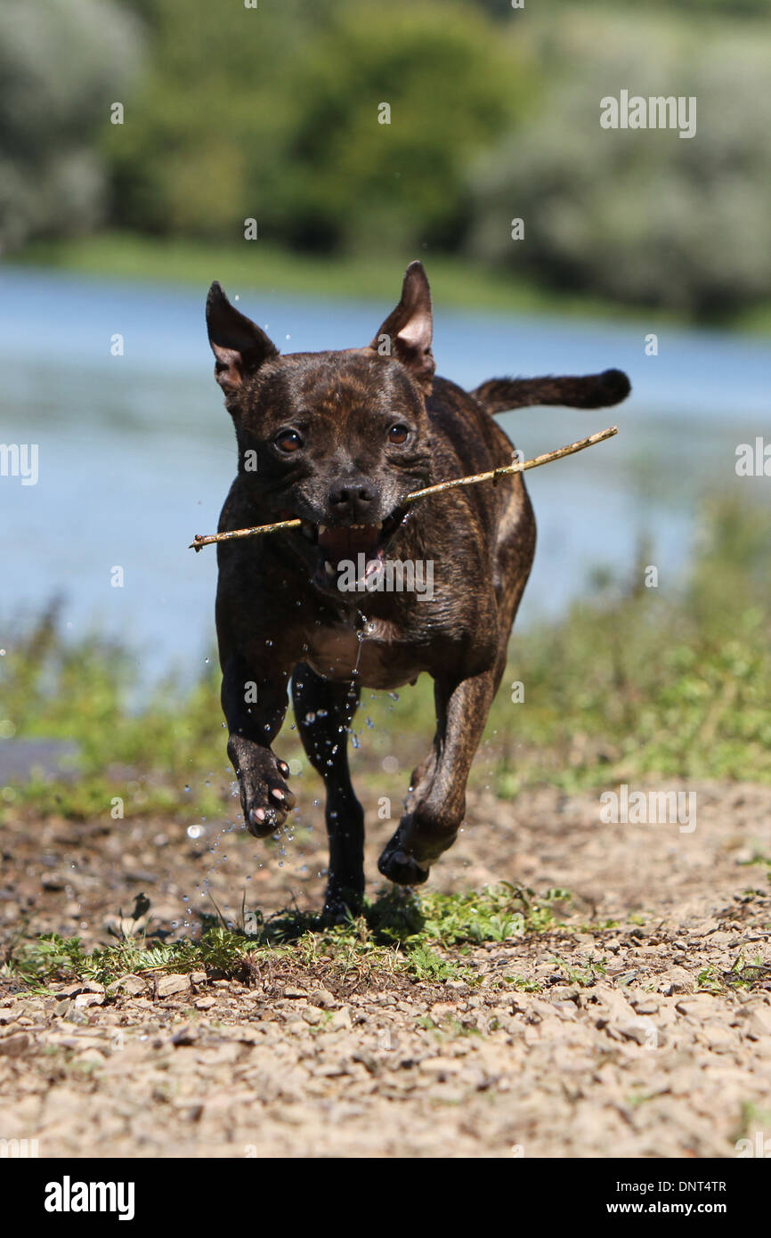 dog Staffordshire Bull Terrier / Staffie  /  adult running at the edge of a lake Stock Photo