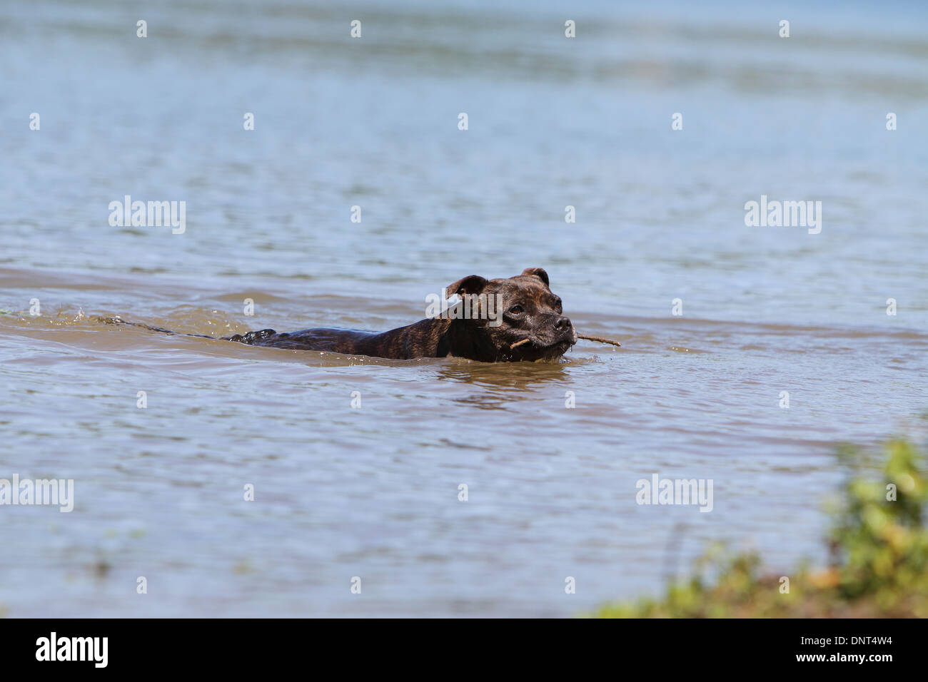 dog Staffordshire Bull Terrier / Staffie   adult swimming with a stick in its mouth  in a lake Stock Photo