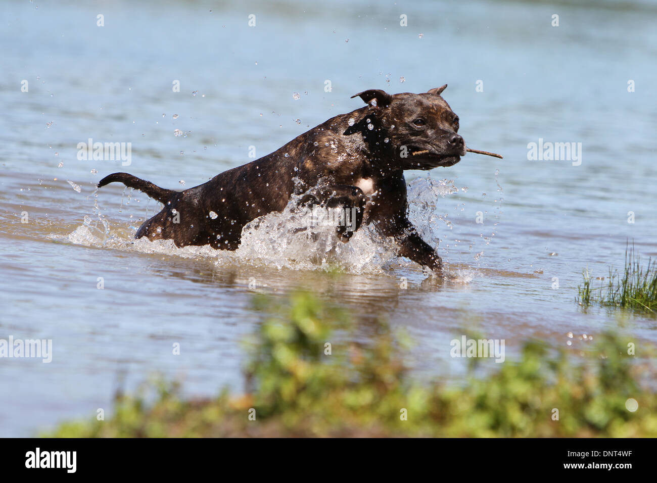 dog Staffordshire Bull Terrier / Staffie   adult running with a stick in its mouth in a lake Stock Photo
