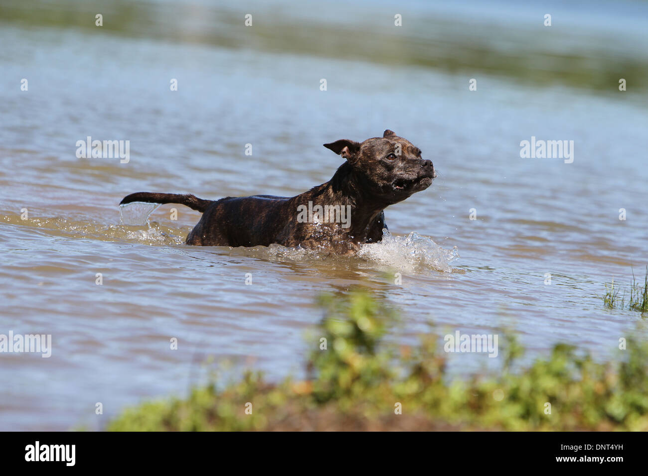 dog Staffordshire Bull Terrier / Staffie   adult swimming in a lake Stock Photo