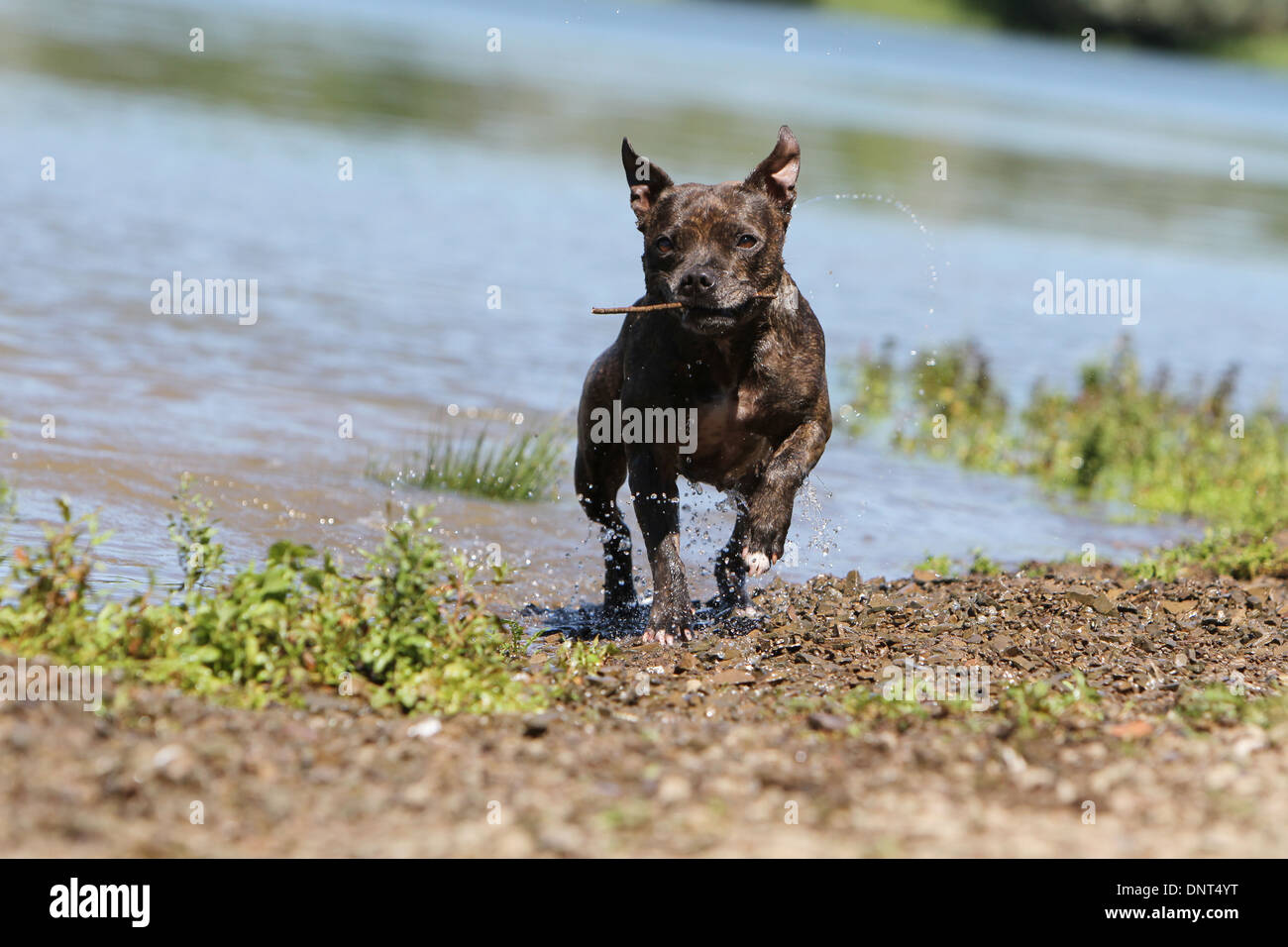 dog Staffordshire Bull Terrier / Staffie  /  adult running at the edge of a lake Stock Photo