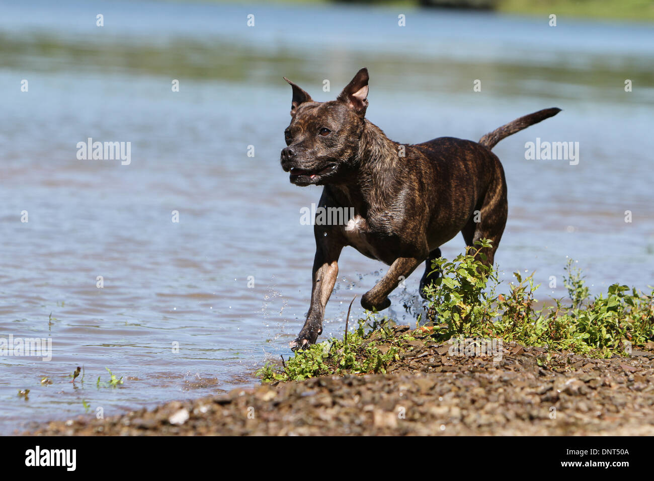 dog Staffordshire Bull Terrier Staffie adult running at the