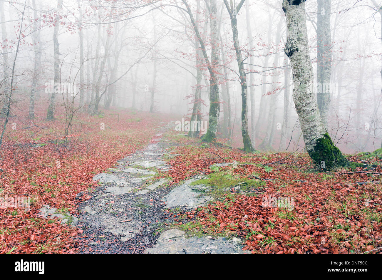 Beautiful autumn in the forest hi-res stock photography and images - Alamy