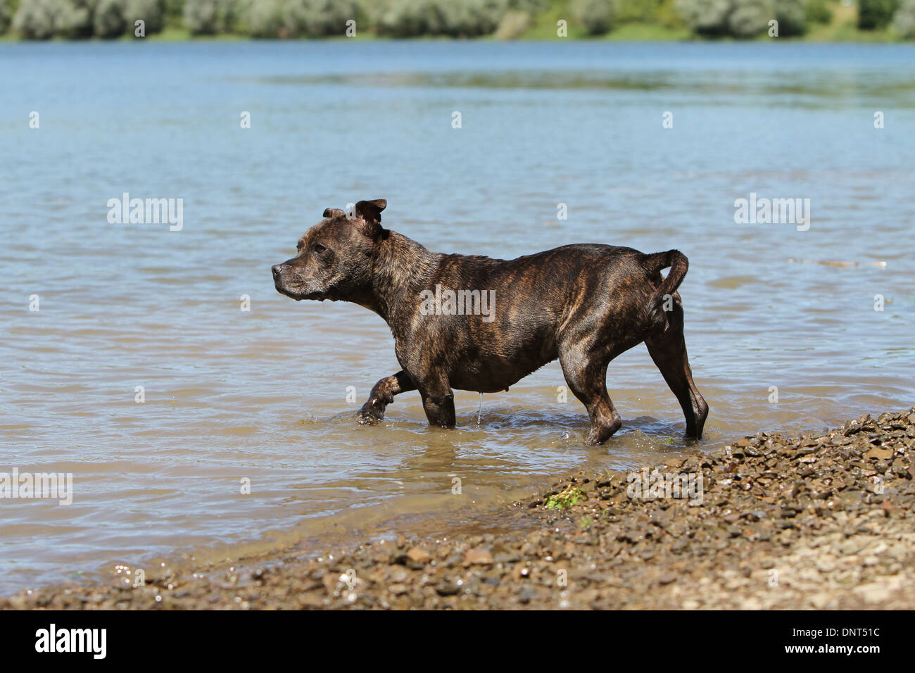 dog Staffordshire Bull Terrier / Staffie   adult walking in a lake Stock Photo