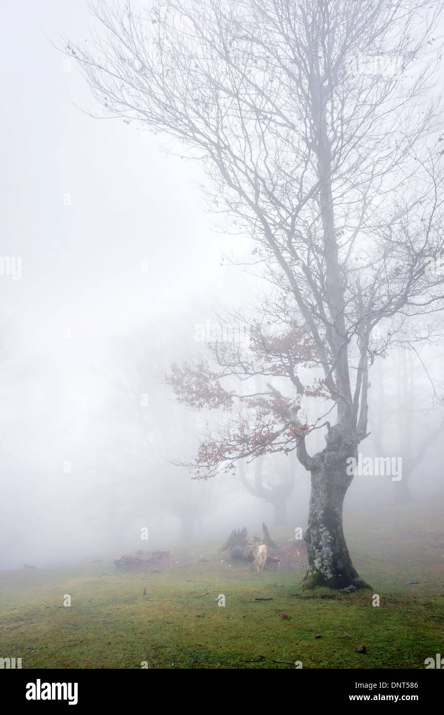 Wet landscape lonely tree hi-res stock photography and images - Alamy