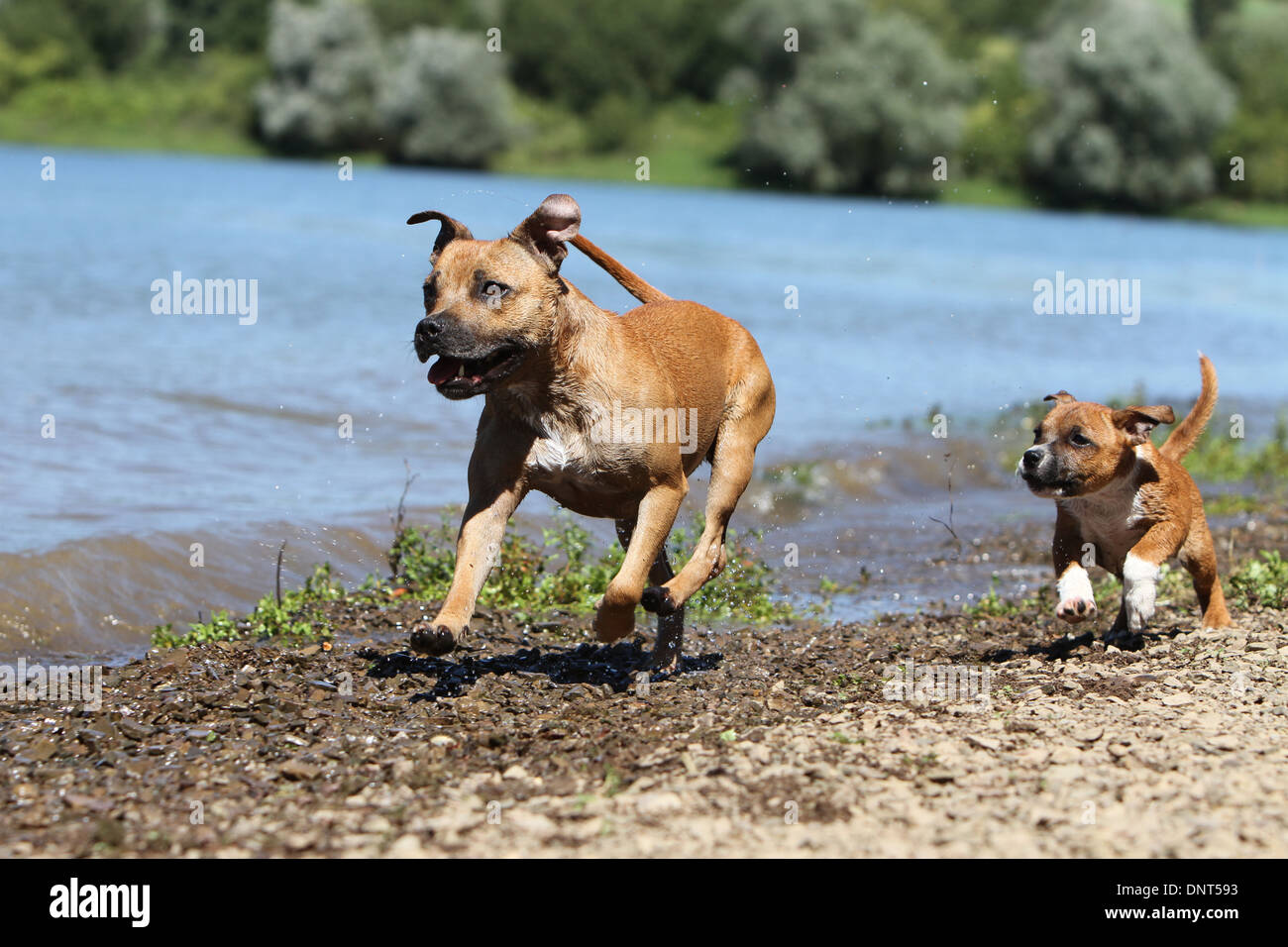 dog Staffordshire Bull Terrier / Staffie  adult and puppy running at the edge of a lake Stock Photo