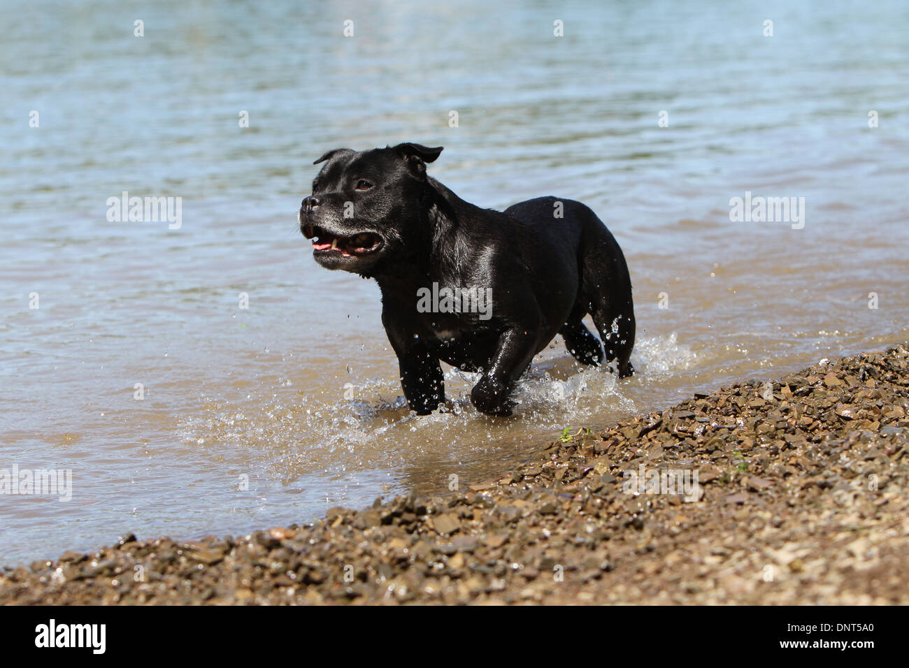 dog Staffordshire Bull Terrier / Staffie   adult standing in a lake Stock Photo