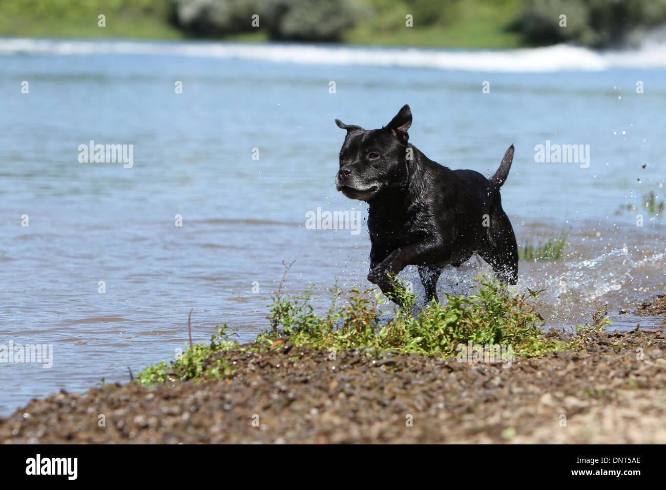 dog Staffordshire Bull Terrier / Staffie   adult running in a lake Stock Photo