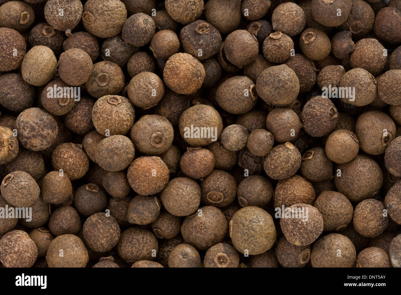 allspice ingredient as whole background Stock Photo Alamy
