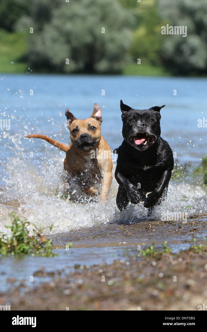 dog Staffordshire Bull Terrier / Staffie   two adults running in a lake Stock Photo