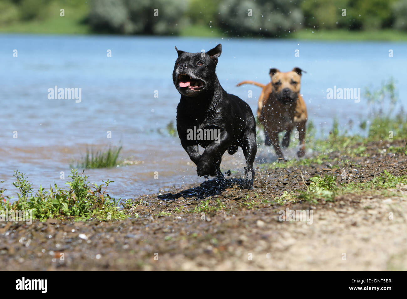 dog Staffordshire Bull Terrier / Staffie  /  two adults running at the edge of a lake Stock Photo