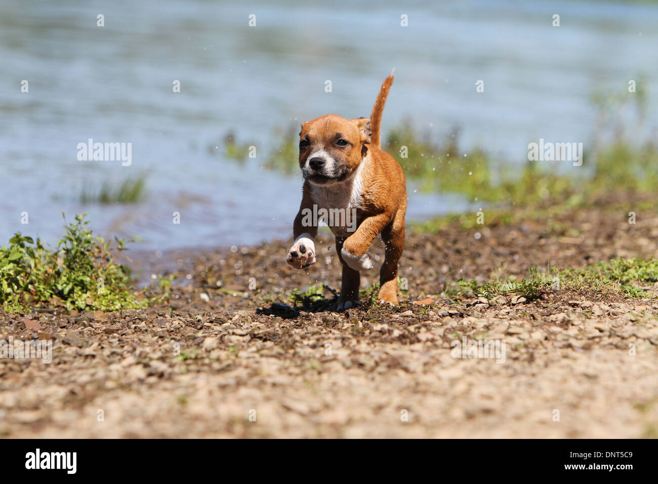 dog Staffordshire Bull Terrier / Staffie  puppy running at the edge of a lake Stock Photo