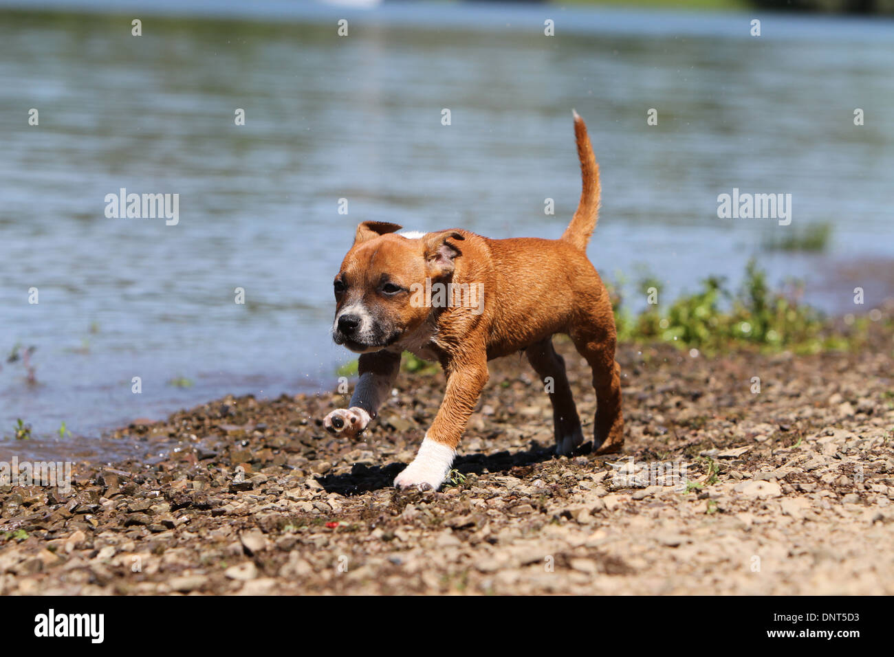 dog Staffordshire Bull Terrier / Staffie  puppy running at the edge of a lake Stock Photo