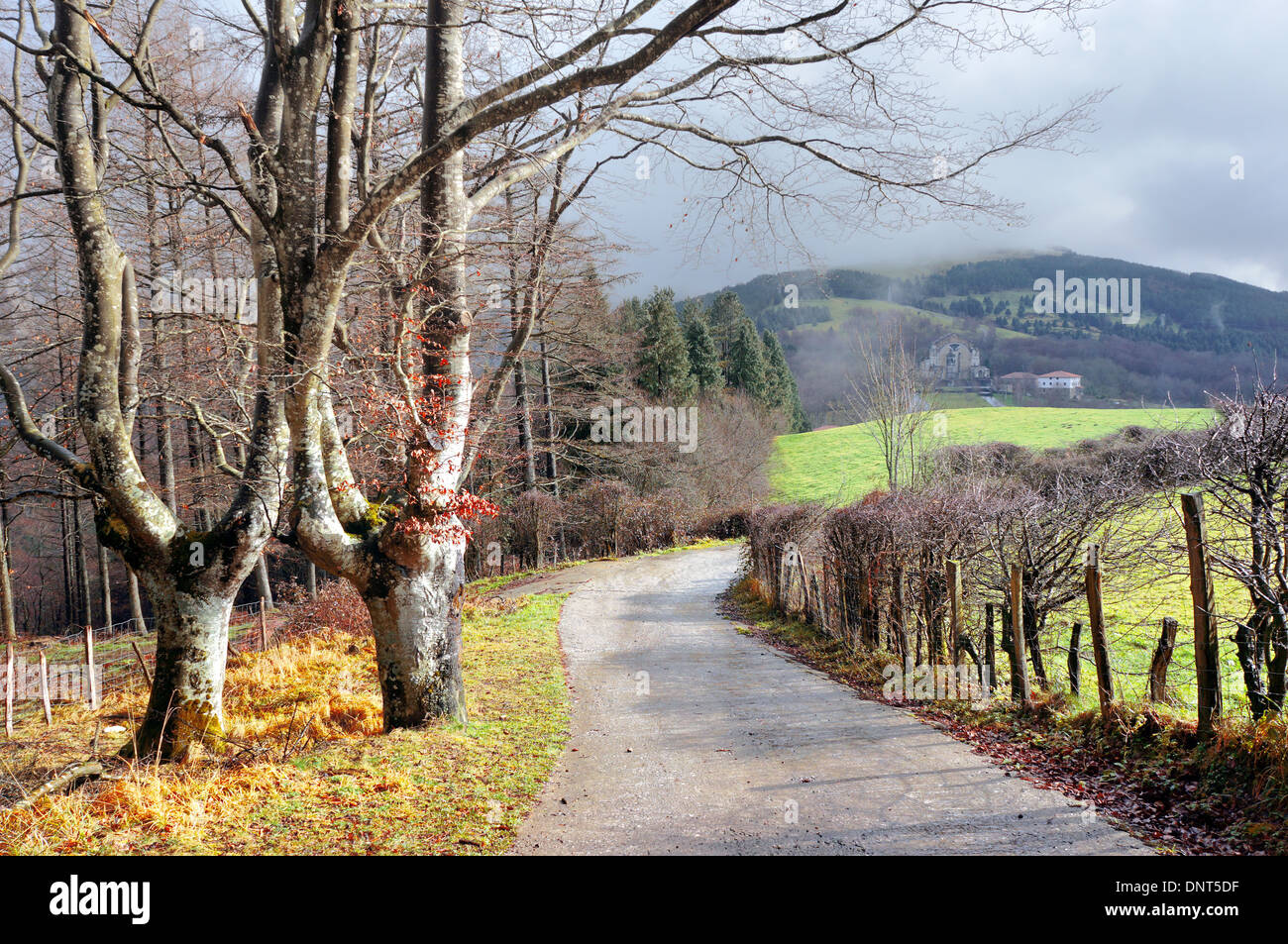 path in Urkiola Natural Park with twisted trees Stock Photo
