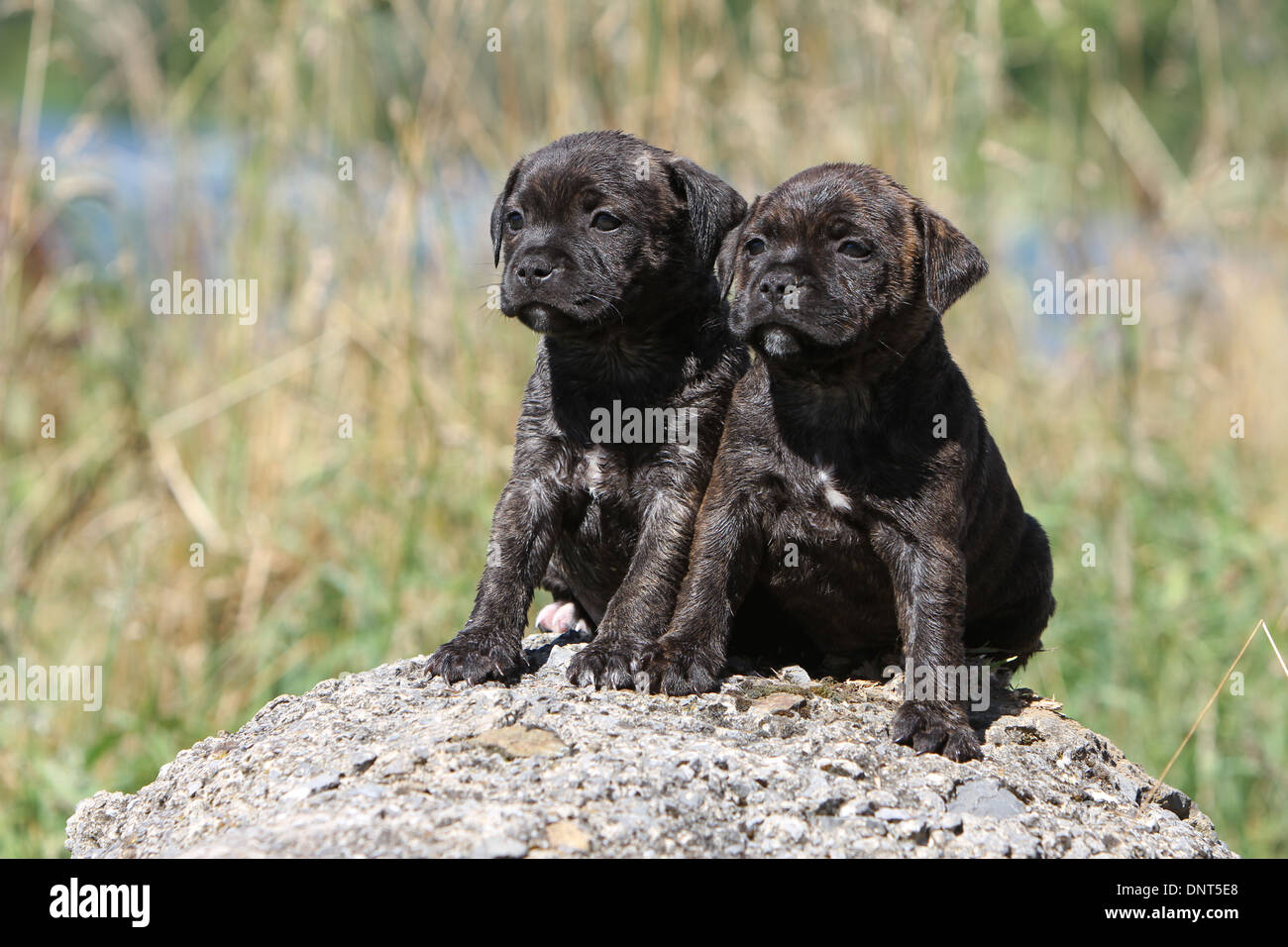 dog Staffordshire Bull Terrier / Staffie  two puppies sitting on a rock Stock Photo