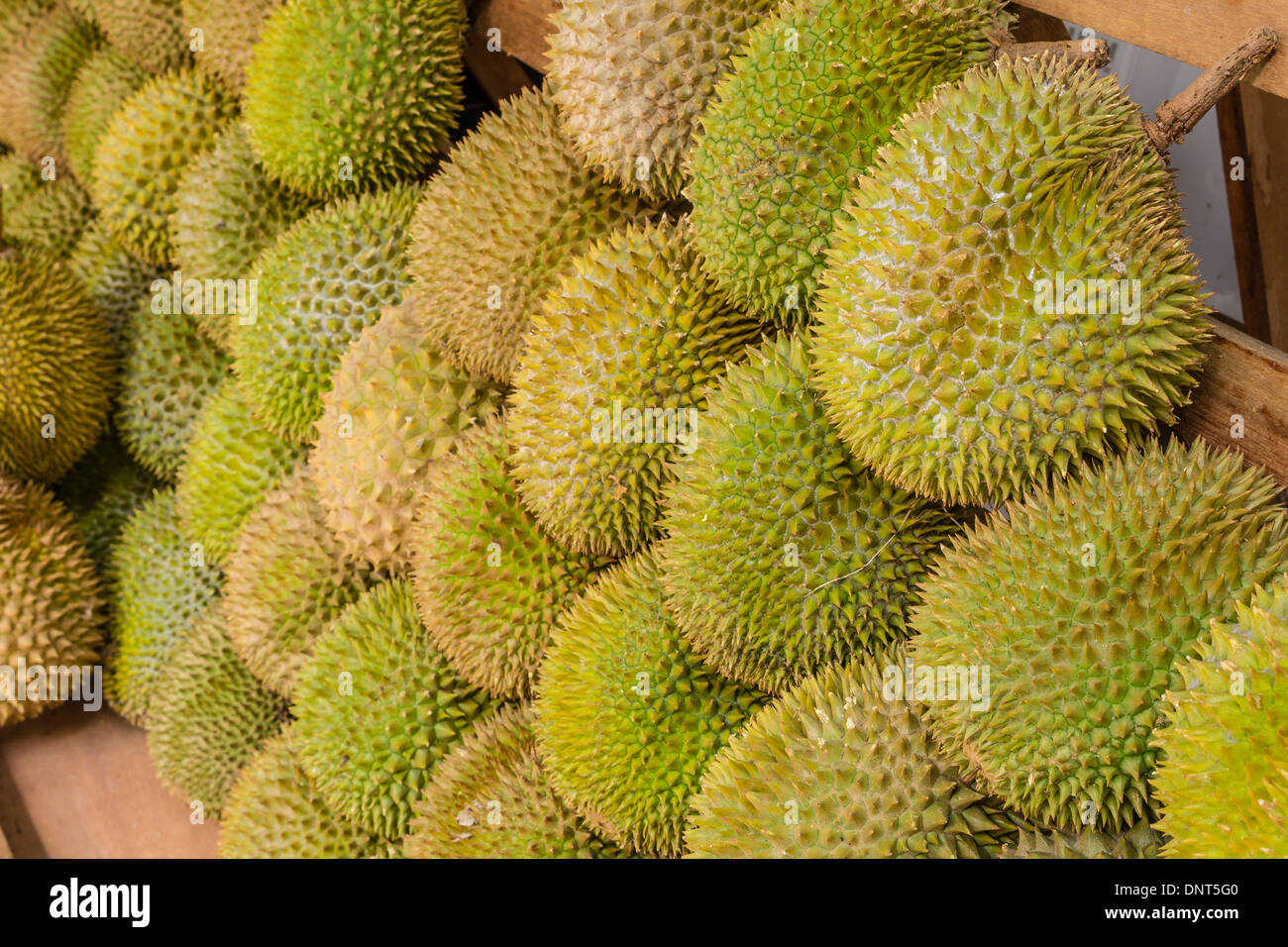 Large Amounts of Durian Fruit Stock Photo