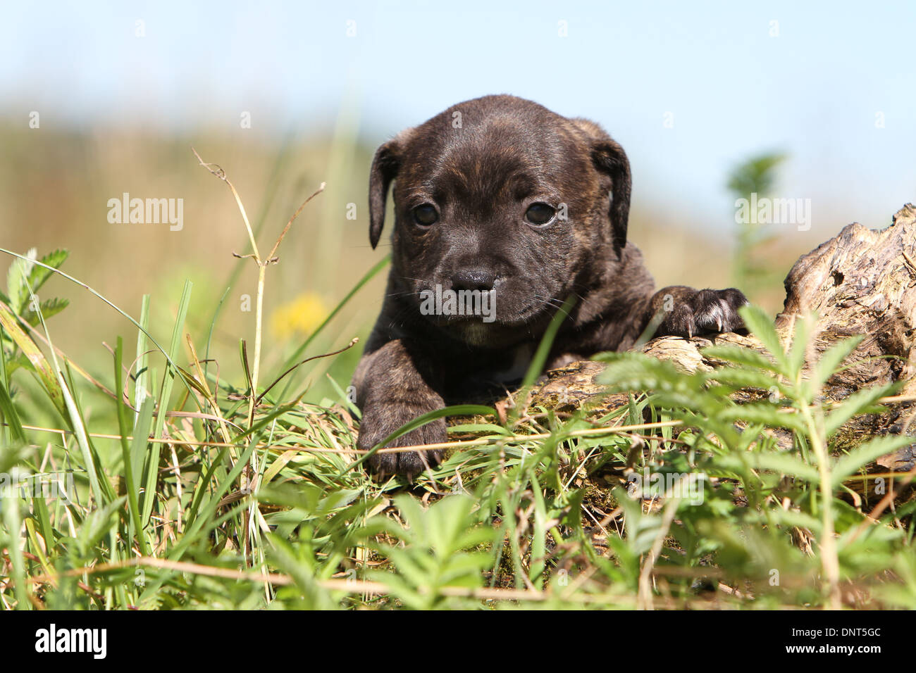 dog Staffordshire Bull Terrier / Staffie  puppy on a tree Stock Photo