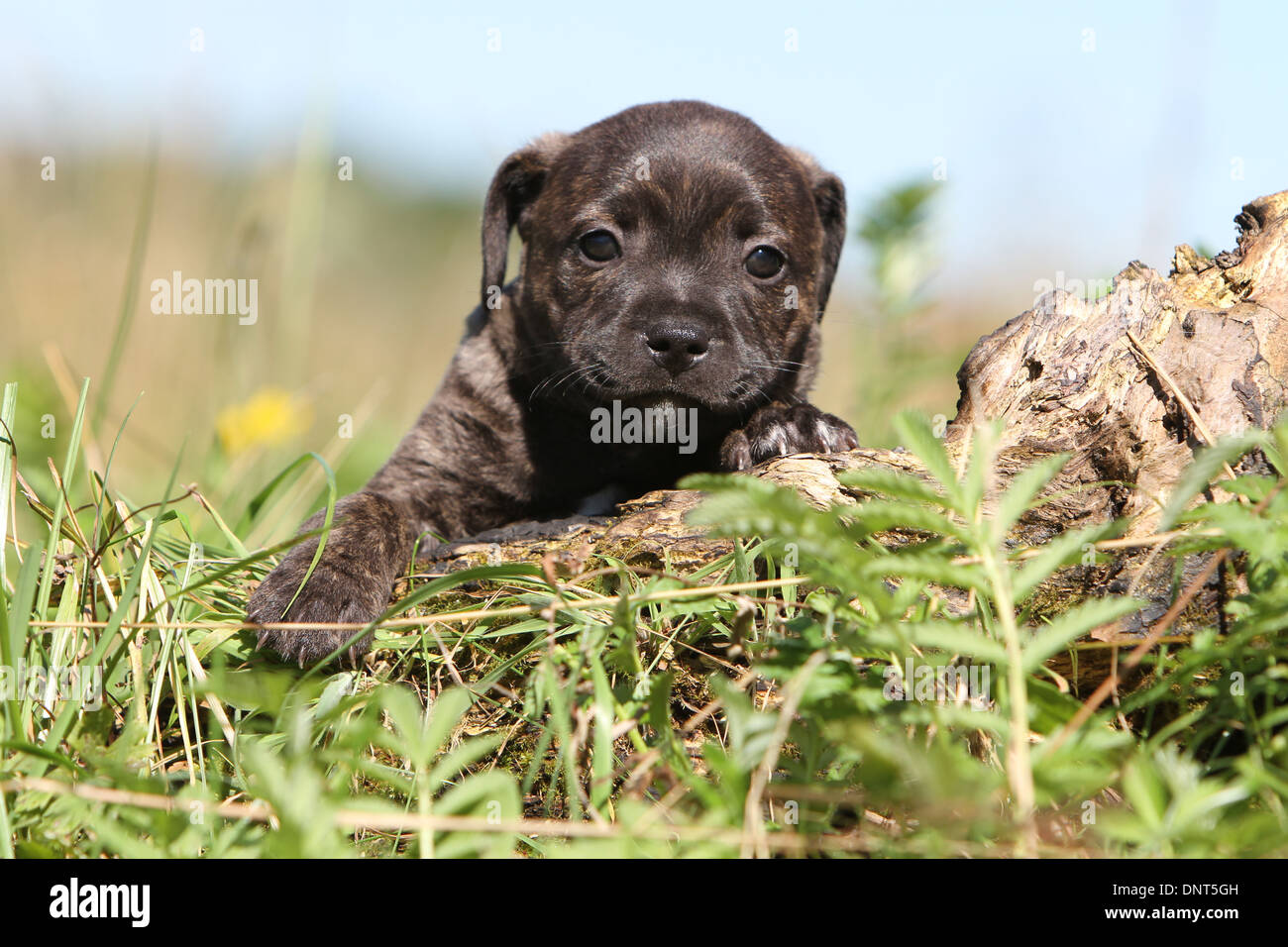 dog Staffordshire Bull Terrier / Staffie  puppy on a wood Stock Photo