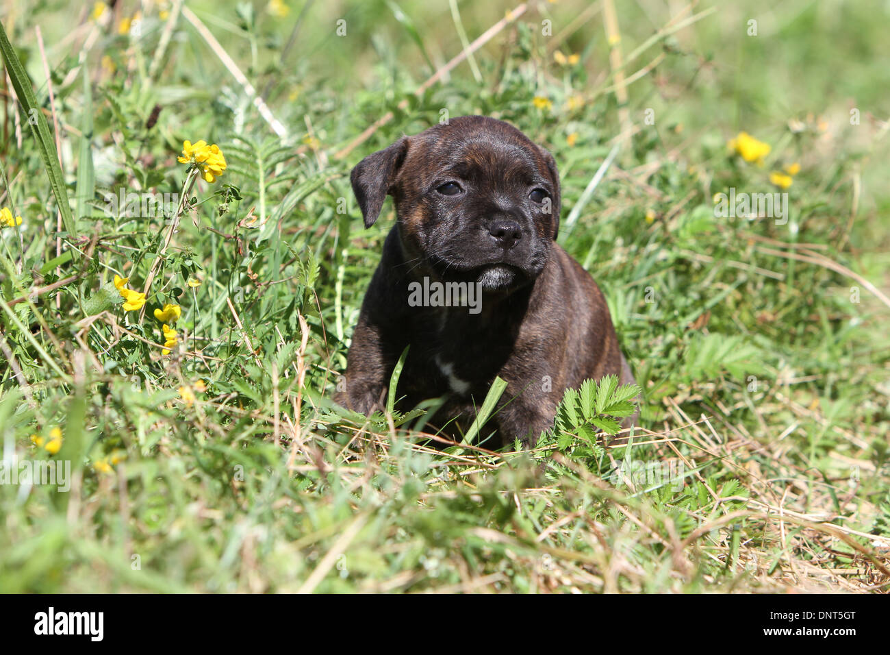 dog Staffordshire Bull Terrier / Staffie  puppy sitting in a meadow Stock Photo