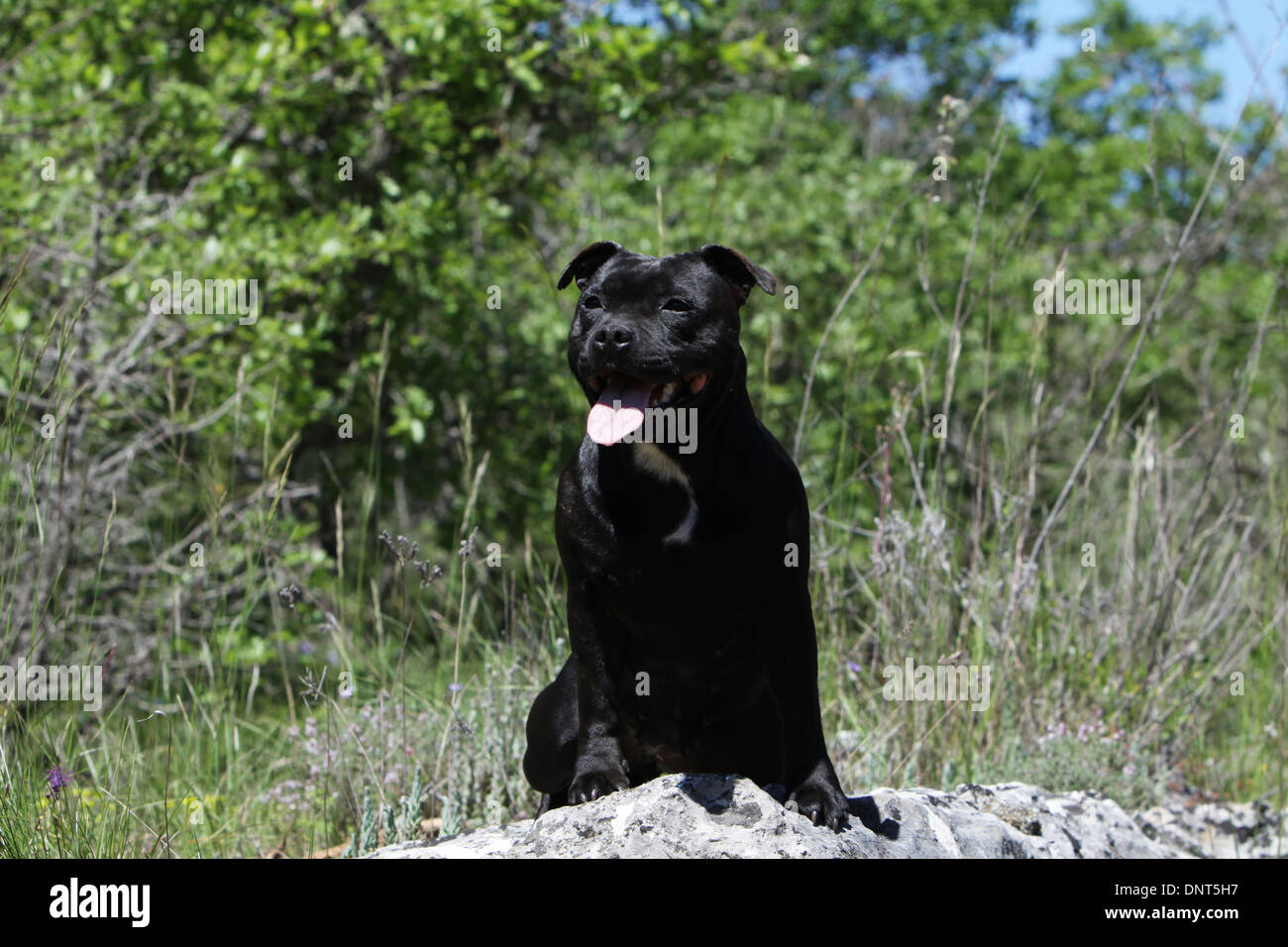 dog Staffordshire Bull Terrier / Staffie  adult sitting on a rock Stock Photo