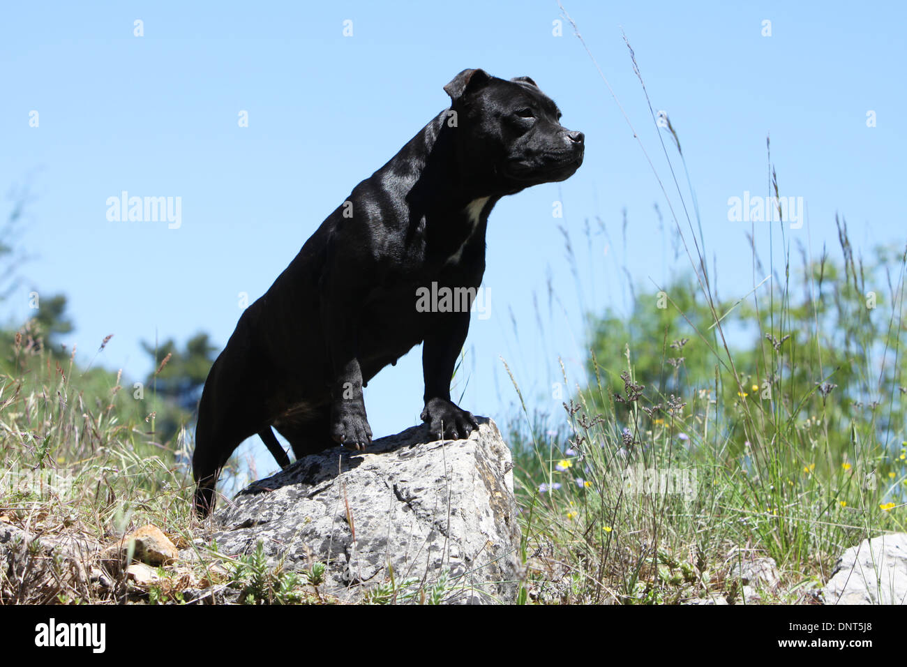 dog Staffordshire Bull Terrier / Staffie  adult standing on a rock Stock Photo