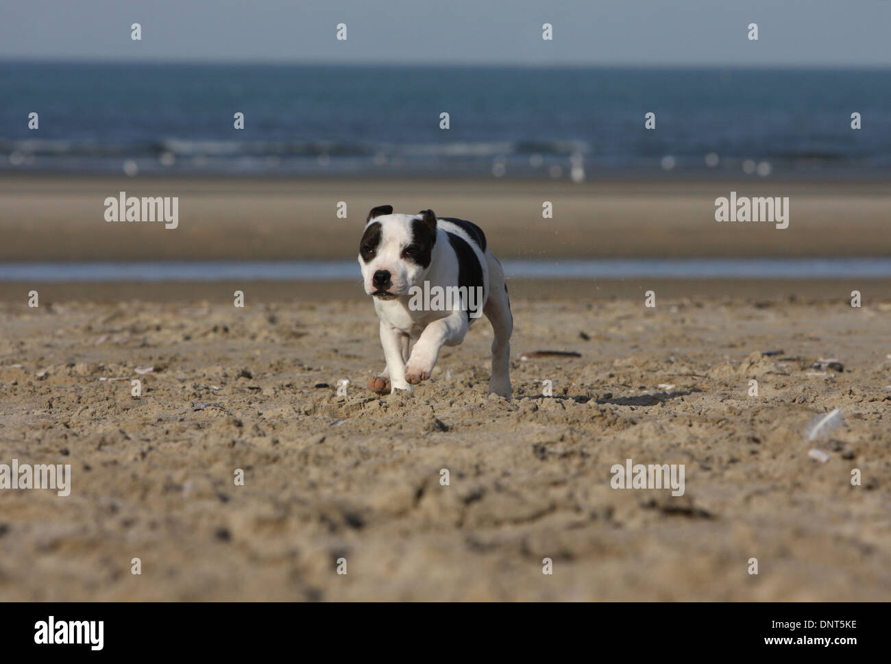 dog Staffordshire Bull Terrier / Staffie  puppy running on the beach Stock Photo