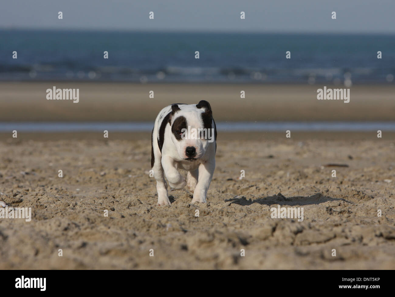dog Staffordshire Bull Terrier / Staffie  puppy running on the beach Stock Photo