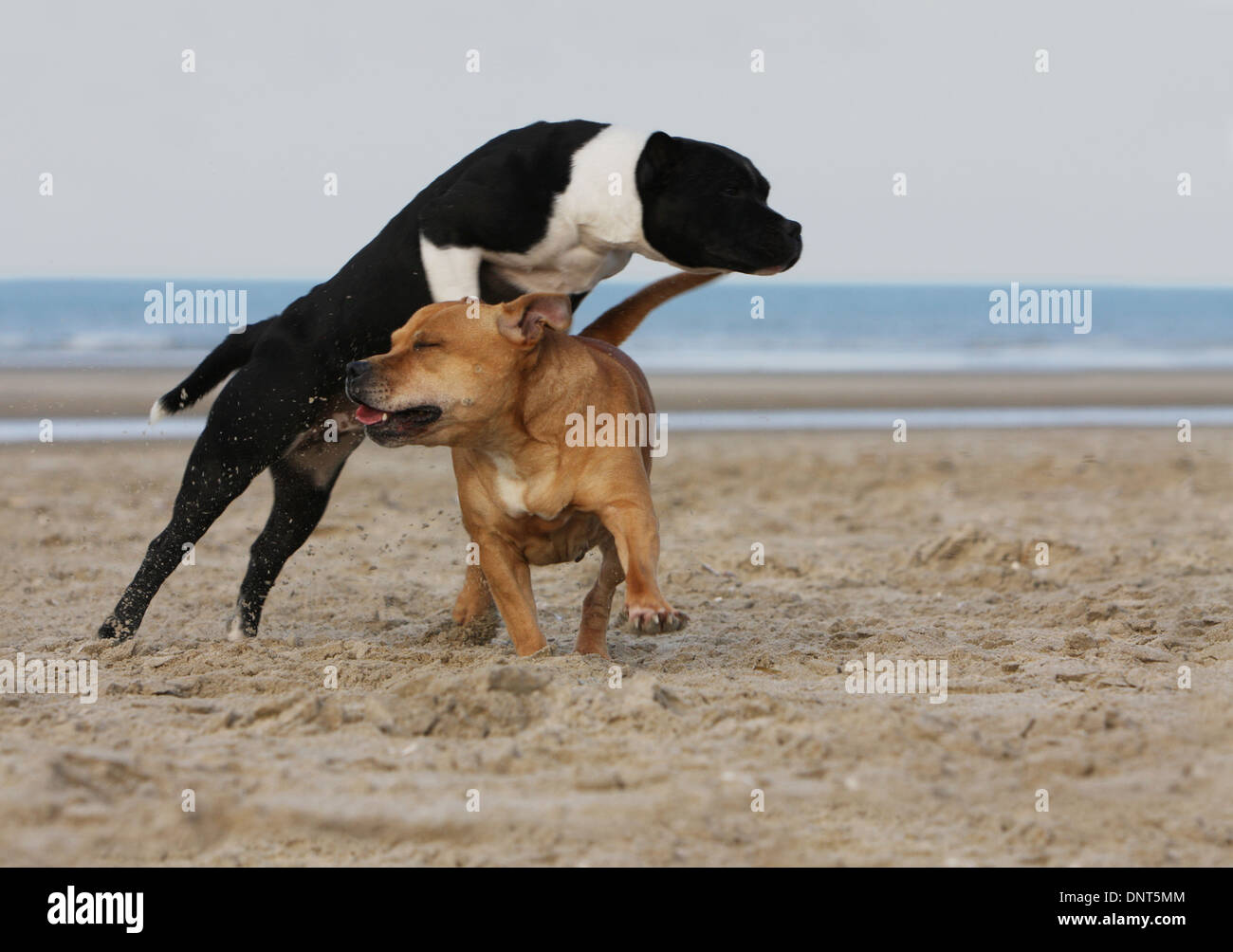dog Staffordshire Bull Terrier / Staffie   two adults playing on the beach Stock Photo