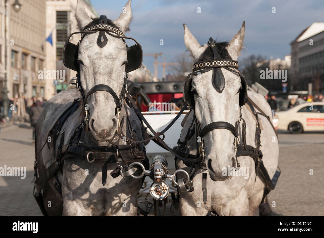 Carriage horses at  Pariser Platz in Berlin. Stock Photo